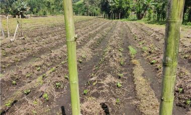 VENDO FINCA DE CINCO HECTAREAS BAJO CHIRIQUI