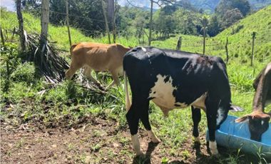VENDO FINCA DE CINCO HECTAREAS BAJO CHIRIQUI