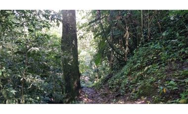 VENDO FINCA DE CINCO HECTAREAS BAJO CHIRIQUI