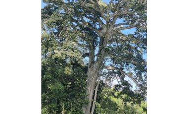 VENDO FINCA DE CINCO HECTAREAS BAJO CHIRIQUI