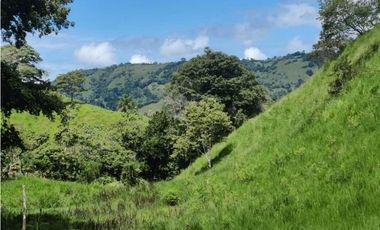 VENDO FINCA DE CINCO HECTAREAS BAJO CHIRIQUI