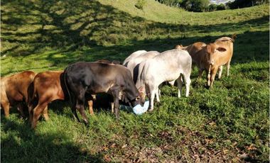 VENDO FINCA DE CINCO HECTAREAS BAJO CHIRIQUI