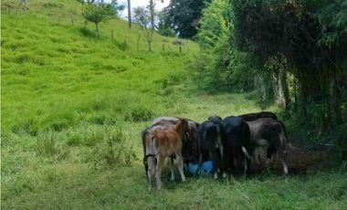 VENDO FINCA DE CINCO HECTAREAS BAJO CHIRIQUI