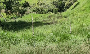VENDO FINCA DE CINCO HECTAREAS BAJO CHIRIQUI