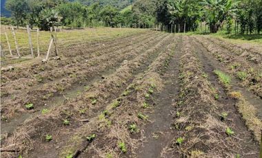 VENDO FINCA DE CINCO HECTAREAS BAJO CHIRIQUI