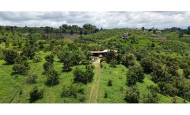 Se vende finca en Quimbaya
