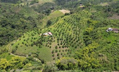 Se vende finca en Quimbaya