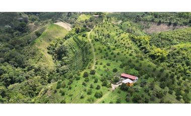 Se vende finca en Quimbaya