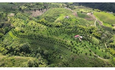 Se vende finca en Quimbaya
