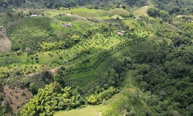 Se vende finca en Quimbaya