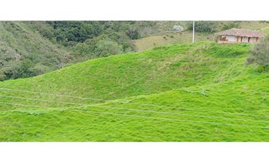 vendo finca la unión via Abejorral Antioquia sector Mesopotamia 70 HA