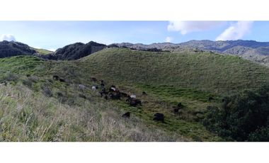 vendo finca la unión via Abejorral Antioquia sector Mesopotamia 70 HA