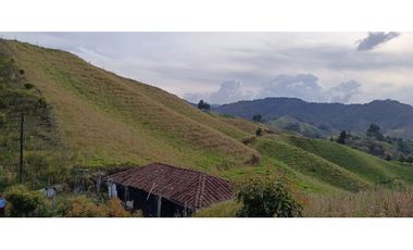 vendo finca la unión via Abejorral Antioquia sector Mesopotamia 70 HA