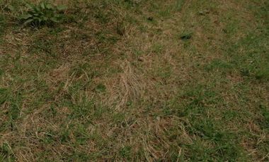 Venta Finca  en Guayabal.