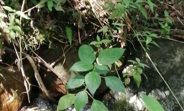 Venta Finca  en Guayabal.