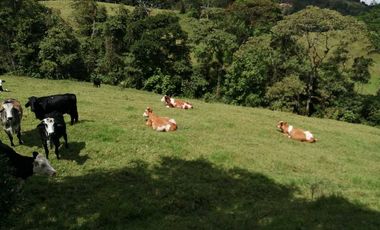 Venta Finca  en Guayabal.