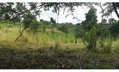 FINCA GANADERA QUIMBAYA RICA 9cd