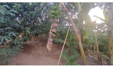 Oportunidad inversión turística! Se vende finca Via Alcala-Filandia