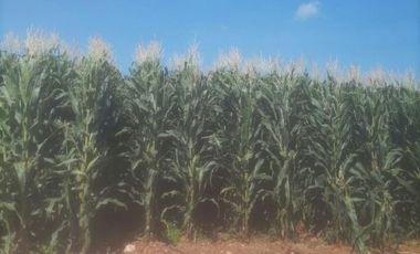 RANCHO EN VENTA ZONA TEQUISQUIAPAN, QUERÉTARO