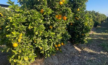 Venta Parcela Agrícola a 2 horas de Santiago