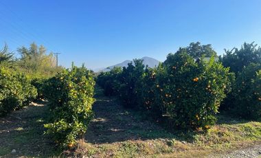 Venta Parcela Agrícola a 2 horas de Santiago