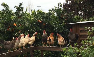 Venta Parcela Agrícola a 2 horas de Santiago