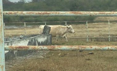 TERRENO EN VENTA HUALAHUISES