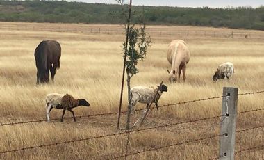 TERRENO EN VENTA HUALAHUISES