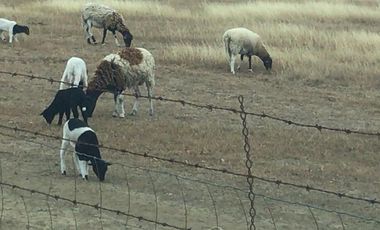 TERRENO EN VENTA HUALAHUISES