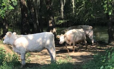 TERRENO EN VENTA HUALAHUISES