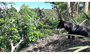 Venta de Finca Turística y Productiva en El Totumo – Ibagué