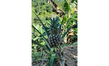 Venta de Finca Turística y Productiva en El Totumo – Ibagué