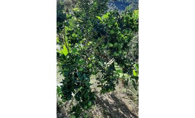 Venta de Finca Turística y Productiva en El Totumo – Ibagué