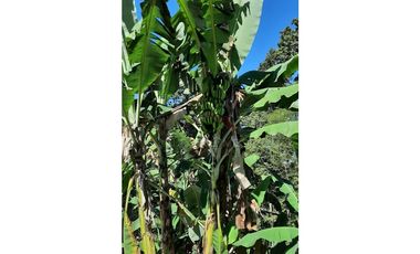 Venta de Finca Turística y Productiva en El Totumo – Ibagué