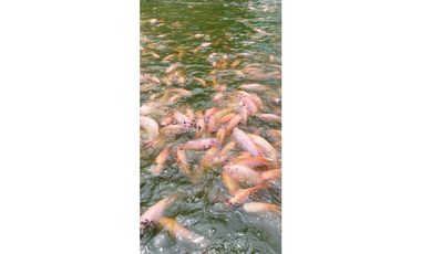 GANGA - VENTA DE FINCA PARA PISCICULTURA EN SAN LUIS -  PLAYA LINDA