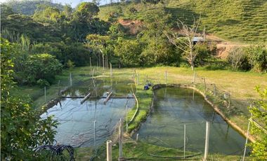 GANGA - VENTA DE FINCA PARA PISCICULTURA EN SAN LUIS -  PLAYA LINDA