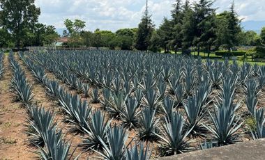 Propiedad en VENTA sobre Carretera Morelia-Pátzcuaro, Municipio de Tiripetío