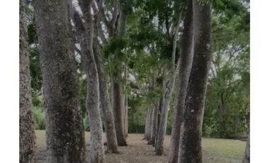 VENTA TERRENO EN CHAME 2 HECTREAS