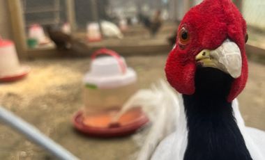 Venta Parcela - 5.000 m2 - Cauquenes