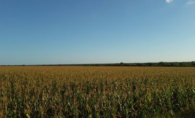CAMPO MIXTO FEDERAL E.R. 1.450 HA CON 340 HA AGRÍCOLAS  U$S2.800/HA