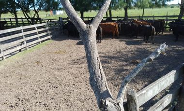 CAMPO MIXTO FEDERAL E.R. 1.450 HA CON 340 HA AGRÍCOLAS  U$S2.800/HA