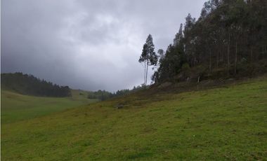 VENDO FINCA 52 FANEGADAS CARMEN DE CARUPA