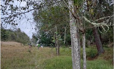 VENDO FINCA 52 FANEGADAS CARMEN DE CARUPA