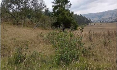 VENDO FINCA 52 FANEGADAS CARMEN DE CARUPA
