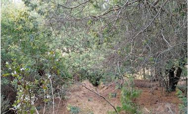 VENDO FINCA 52 FANEGADAS CARMEN DE CARUPA