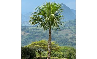 ESPECTACULAR FINCA PARA LA VENTA EN TAMESIS /S371