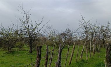 Agrícola en Venta en Panamericana Sur 2310, Chillán Viejo, Bío Bío