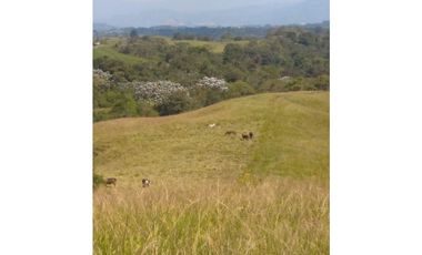 Venta de lote en Filandia