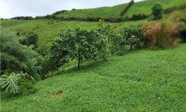 Venta de lote en Filandia