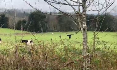 Parcela en Venta en Puerto Lapí, Rio Bueno
